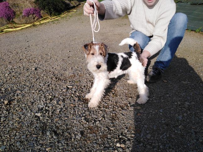 Du Mont Des Rhodos - Fox Terrier Poil Dur - Portée née le 14/09/2019