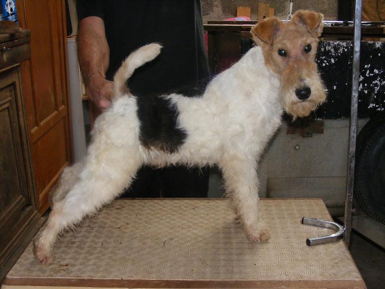 Du Mont Des Rhodos - Fox Terrier Poil Dur - Portée née le 14/12/2010